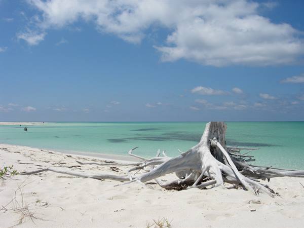 Sun-bleached driftwood root on white sand, turquoise sea and clouds