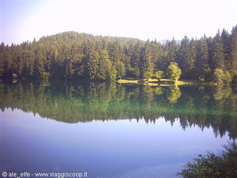 Firs reflected in the green lake water under a clear sky