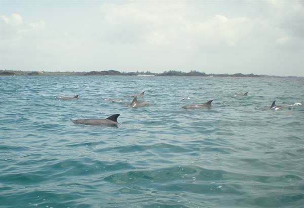 Dolphins