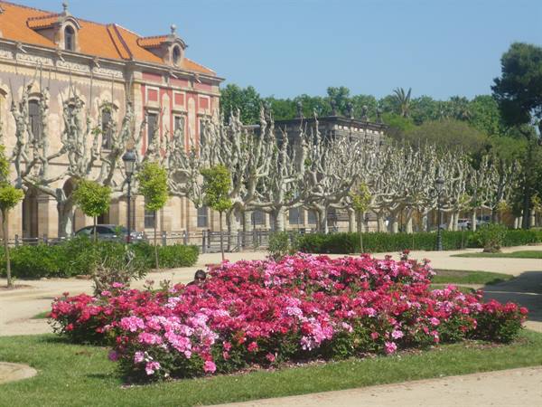 Pink rose bed before pruned plane trees, Ciutadella park, Barcelona