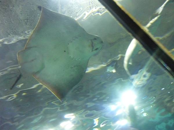 White stingray swims under glass in aquarium tank, light reflects on water
