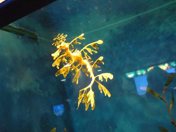 Golden leafy seadragon swimming in the aquarium tank among blue reflections