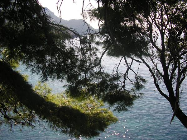 Dark pine branches backlit over sparkling blue sea and distant mountains