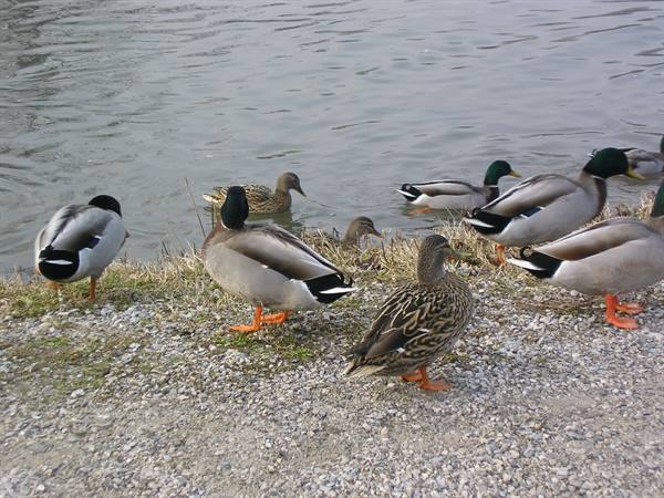 the mallards in parco delle cave