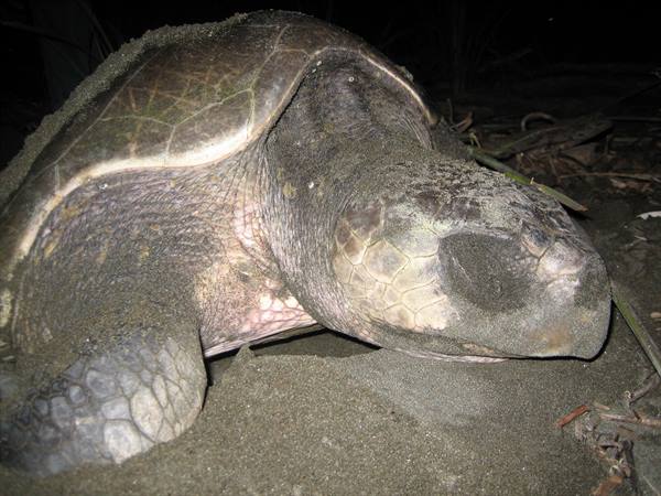 Giant tortoise at Isla Cañas