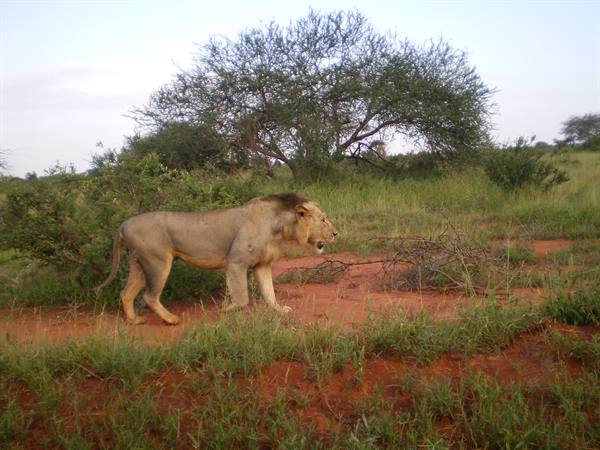 lion in Tsavo east