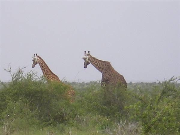 GIRAFFE