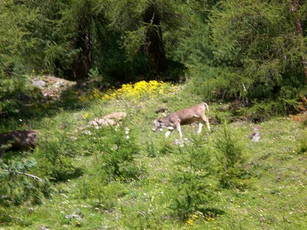 pasture