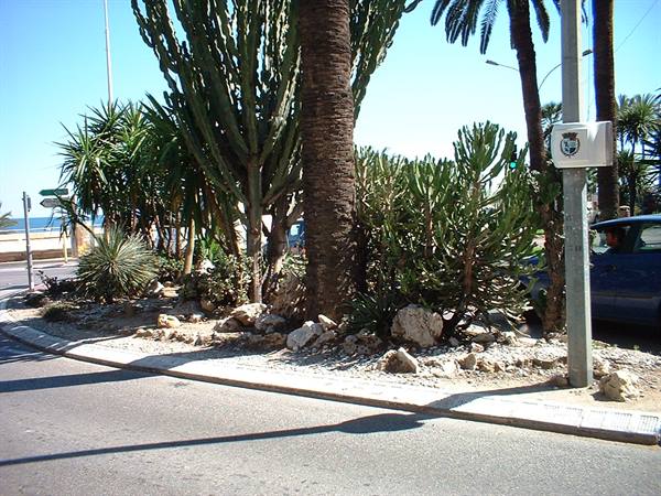 Palms and cacti along a roadside sidewalk, near the sea in bright sunshine