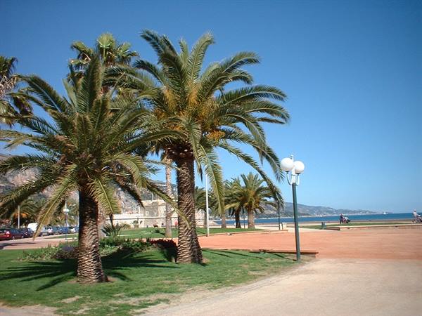 Palm trees on a sunny seafront promenade with red square and blue sea