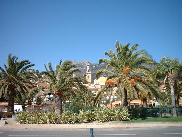 Palm trees in front of Menton's bell tower under blue sky