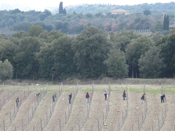 it's time to tie the vines!!!