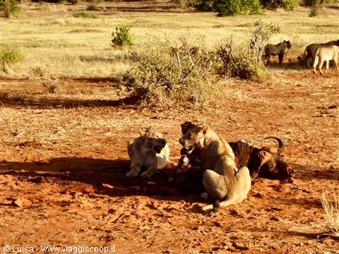 Group of lions