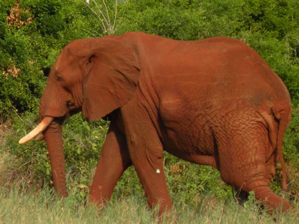 Dust-red elephant with white tusks walking through grass and green bushes