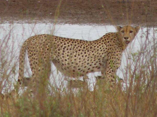 Cheetah standing among dry bushes in front of a waterhole