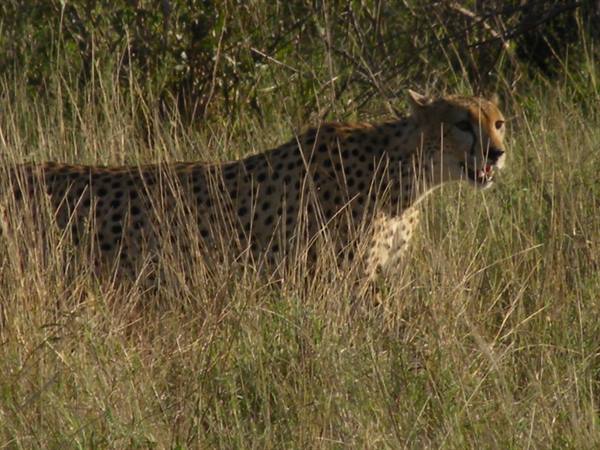 Cheetah with black spots moving through tall dry grass in morning light