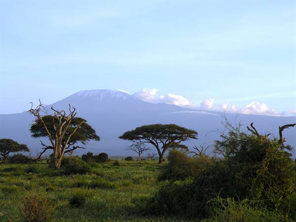 Snow-capped Kilimanjaro rises above acacia trees and green savanna at morning