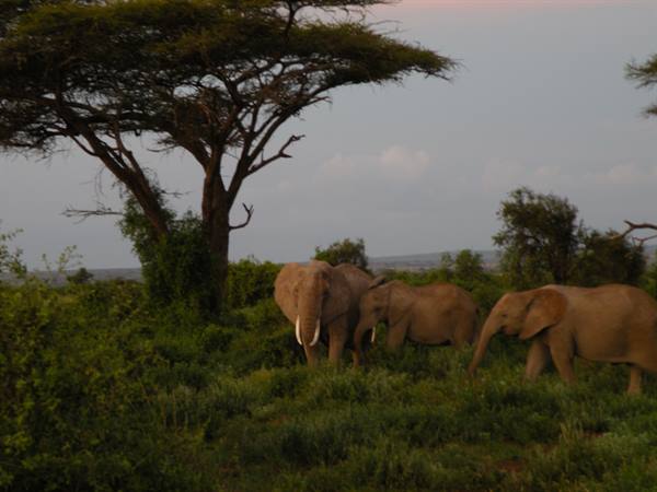 Three elephants grazing among acacia trees in the savanna at dusk