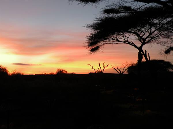 Acacia silhouetted against orange and pink sky, dark savanna below