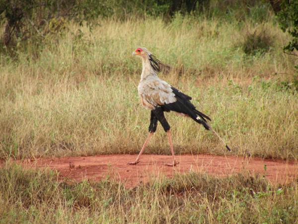 Secretarybird walking on red soil among dry grass and green bushes