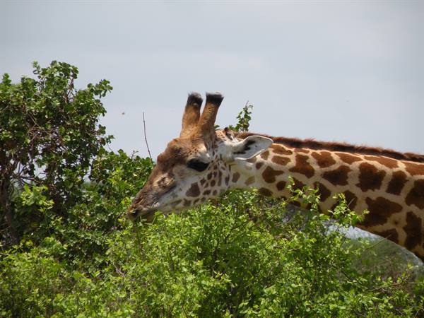 Giraffe browsing leaves from a green bush under a grey sky