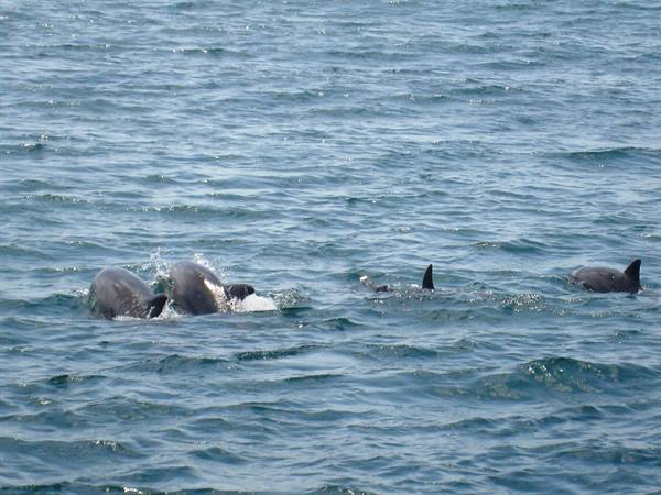Group of dolphins with fins and backs surfacing from choppy blue sea