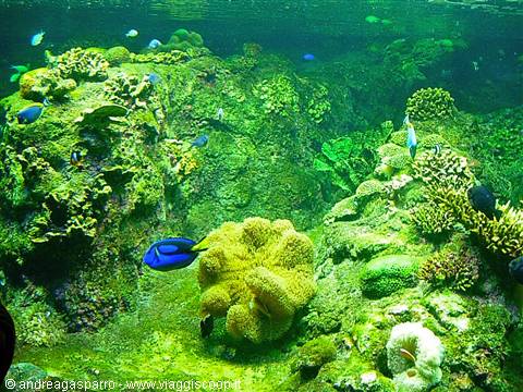 Aquarium