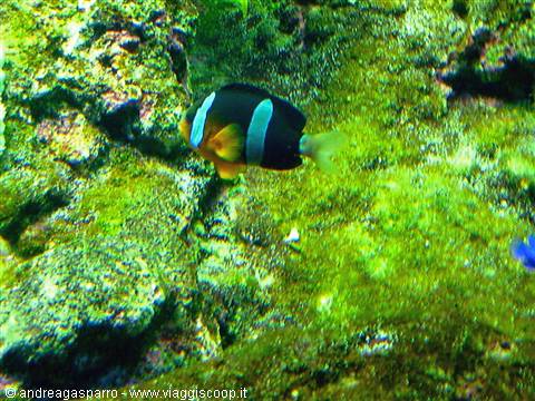 Aquarium