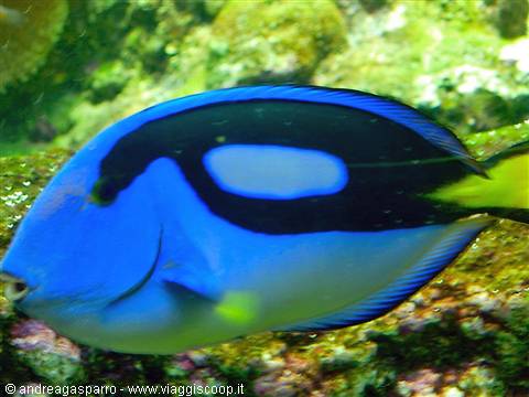 Aquarium