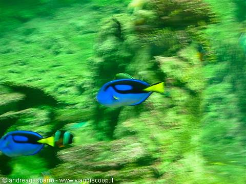 Aquarium