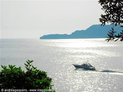 White motorboat crossing the silver sea along the coast, framed by green branches