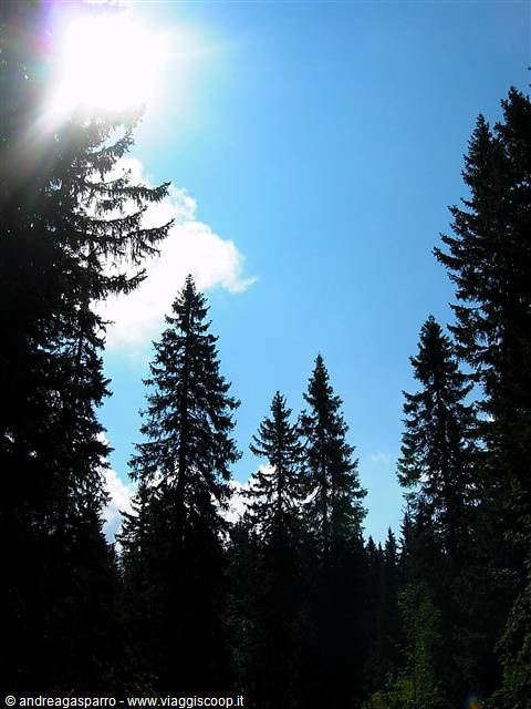 Dark firs against the blue sky, sun shining through the treetops