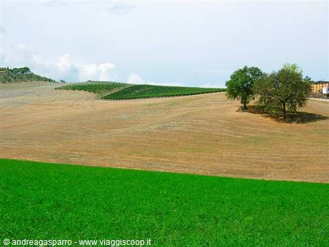 Cultivated fields with vineyards and lone trees on farmed hills