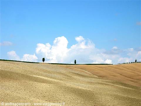 Golden plowed hills with lone cypresses and white clouds, Val d'Orcia
