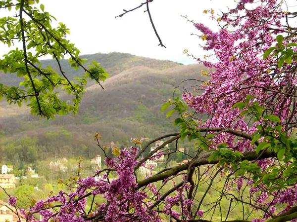The spring landscape of Savignone