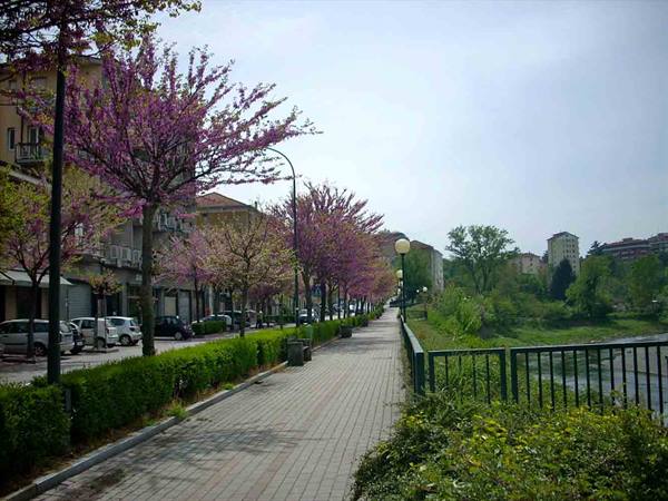 Riverside promenade with blooming pink trees, parked cars and buildings