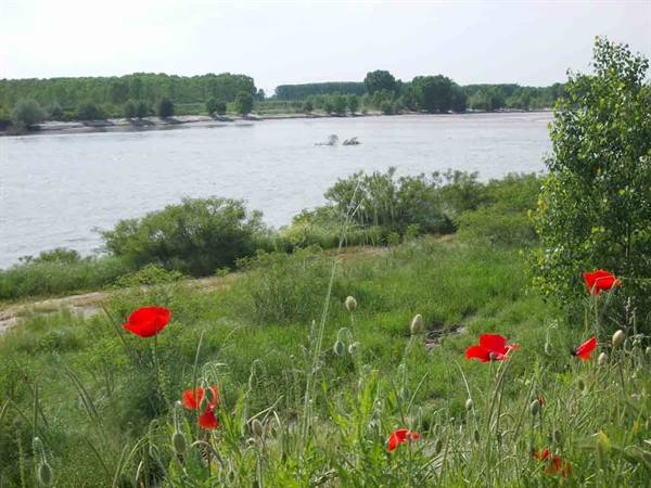 Spring view of the Po around Isola Serafini