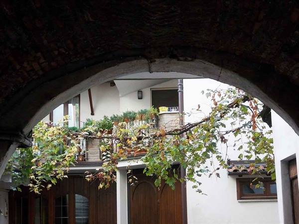 Vine branches under a brick arch in front of white houses with balcony