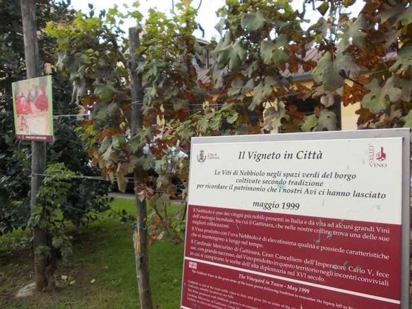 Sign of the urban Nebbiolo vineyard among grapevines, Alba, May 1999