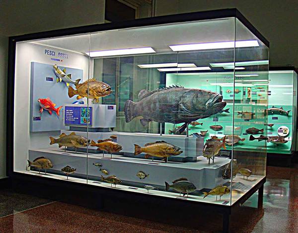 Museum display case with taxidermied fish under lights