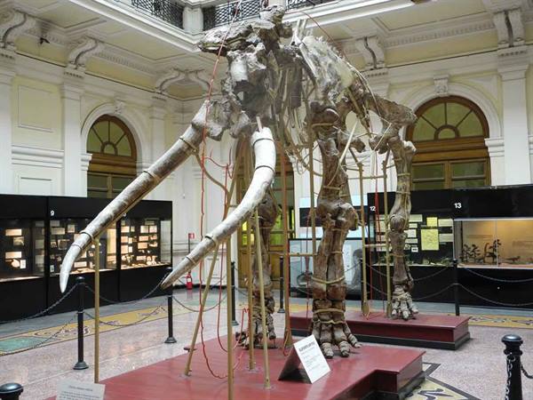 Mammoth skeleton with long tusks inside the natural history museum in Saint Petersburg