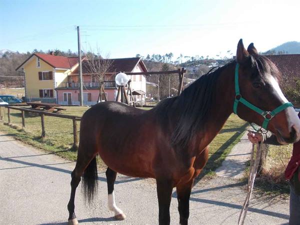 Bay horse in green halter held by a person, rural houses in background