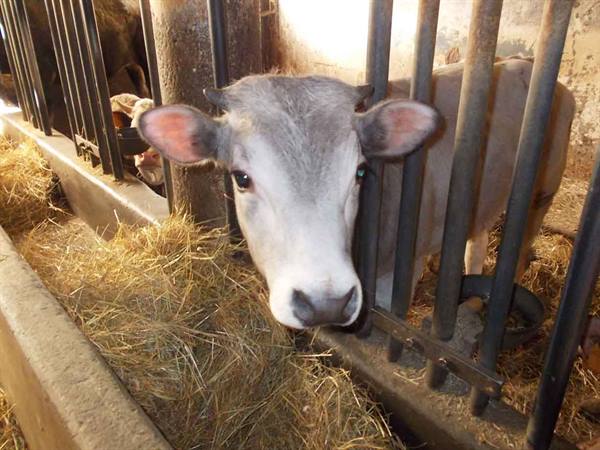 Grey calf behind stable bars, yellow hay scattered in the trough