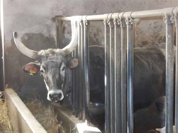 Grey cow with large horns behind metal bars in the barn