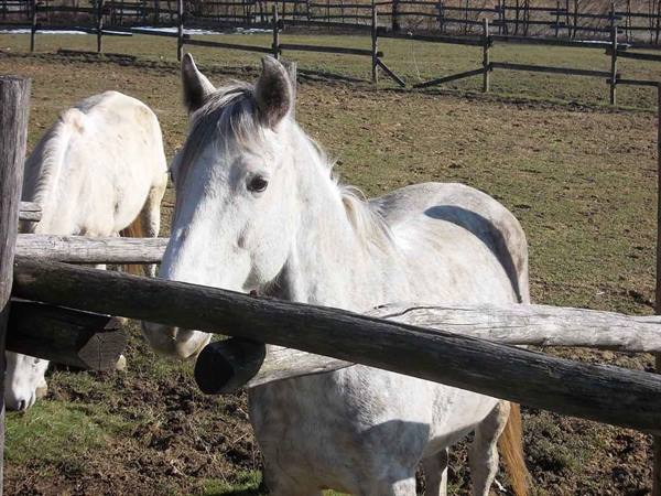 White horse leans its head over the wooden fence near grazing horses in the field