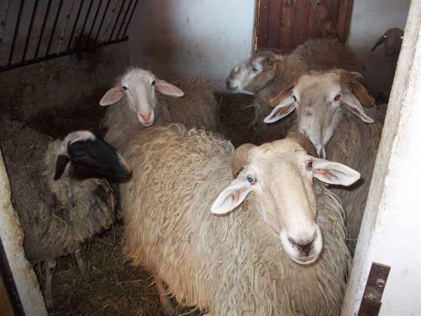 Sheep with thick fleeces in a dim stable, the ram stares at the camera