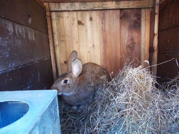 Brown rabbit on dry hay inside a wooden hutch, natural light