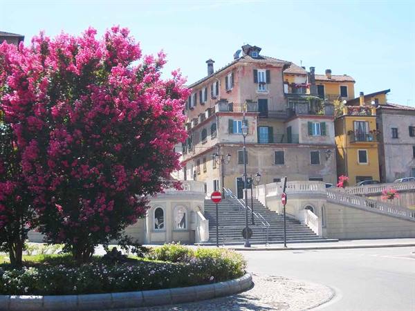 Pink flowering tree before stone staircase and old buildings, sunny light