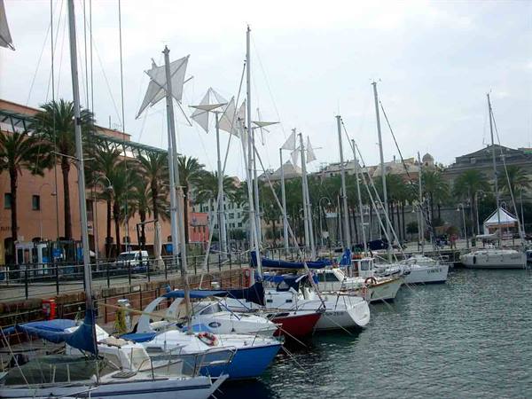 Sailboats with white masts moored at Barcelona marina among palm trees