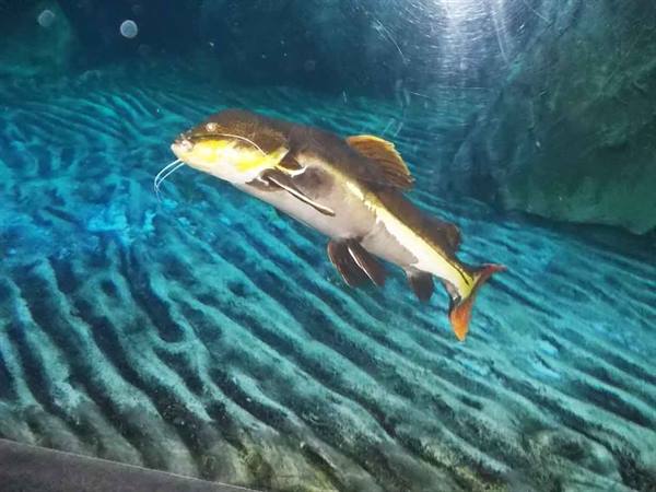 Yellow-bellied catfish swimming in an aquarium tank over sandy bottom